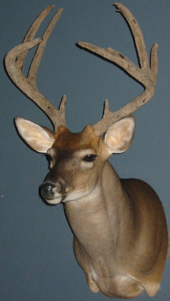 mccabebuck.jpg